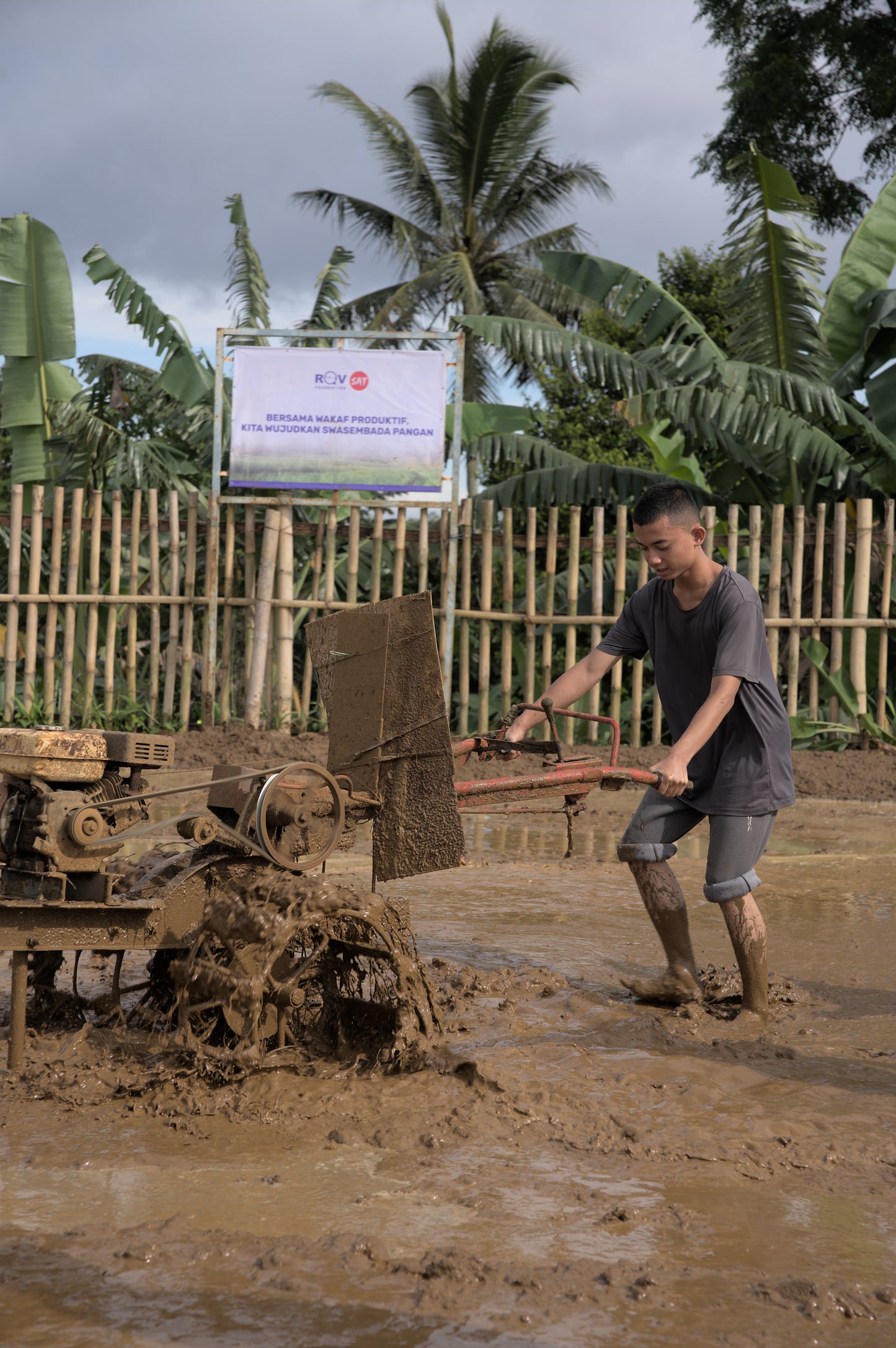 Rice Plant - Indonesia 🌾