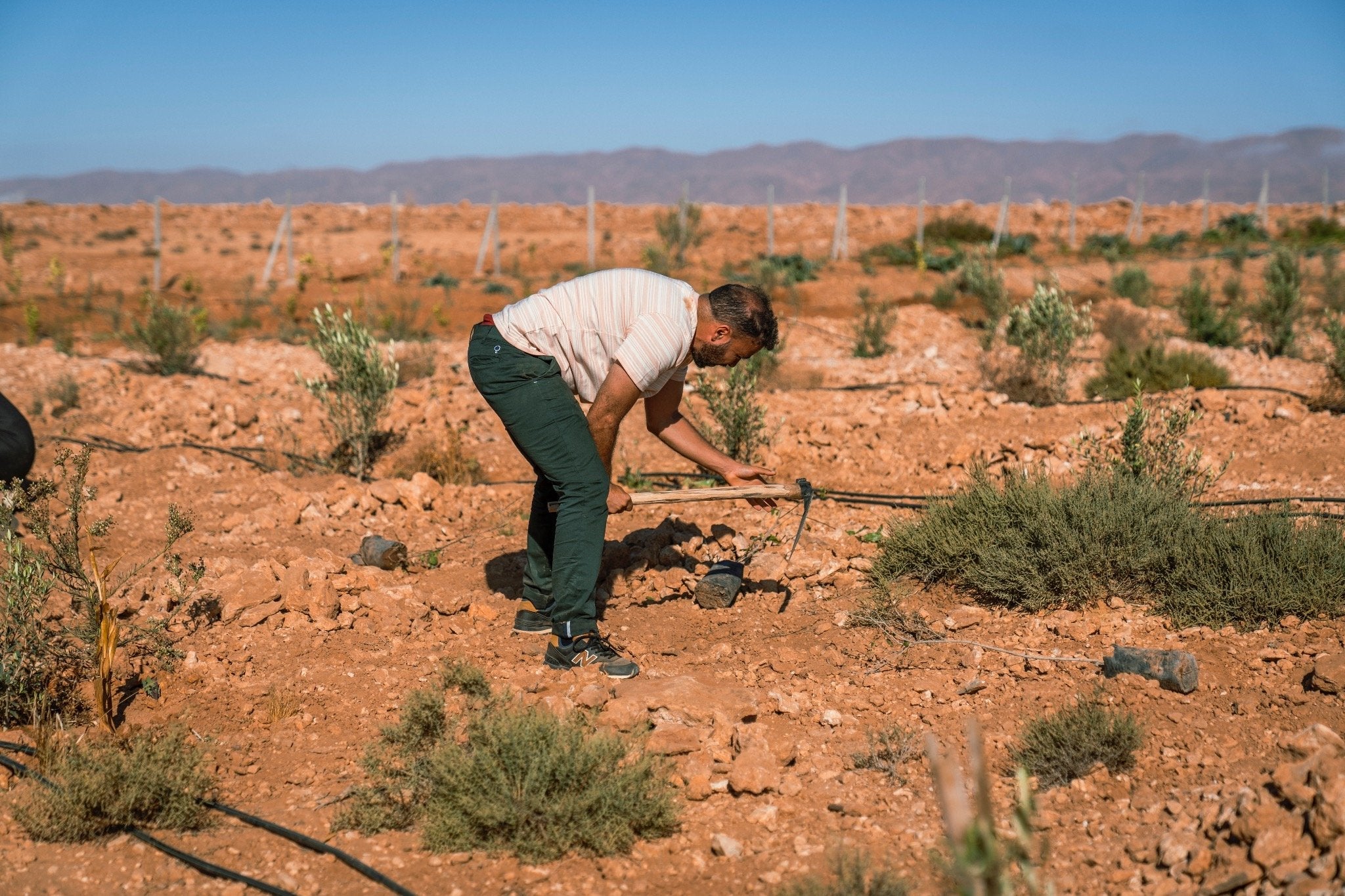 SAT-201 - Arbres - Maroc, Guelmim