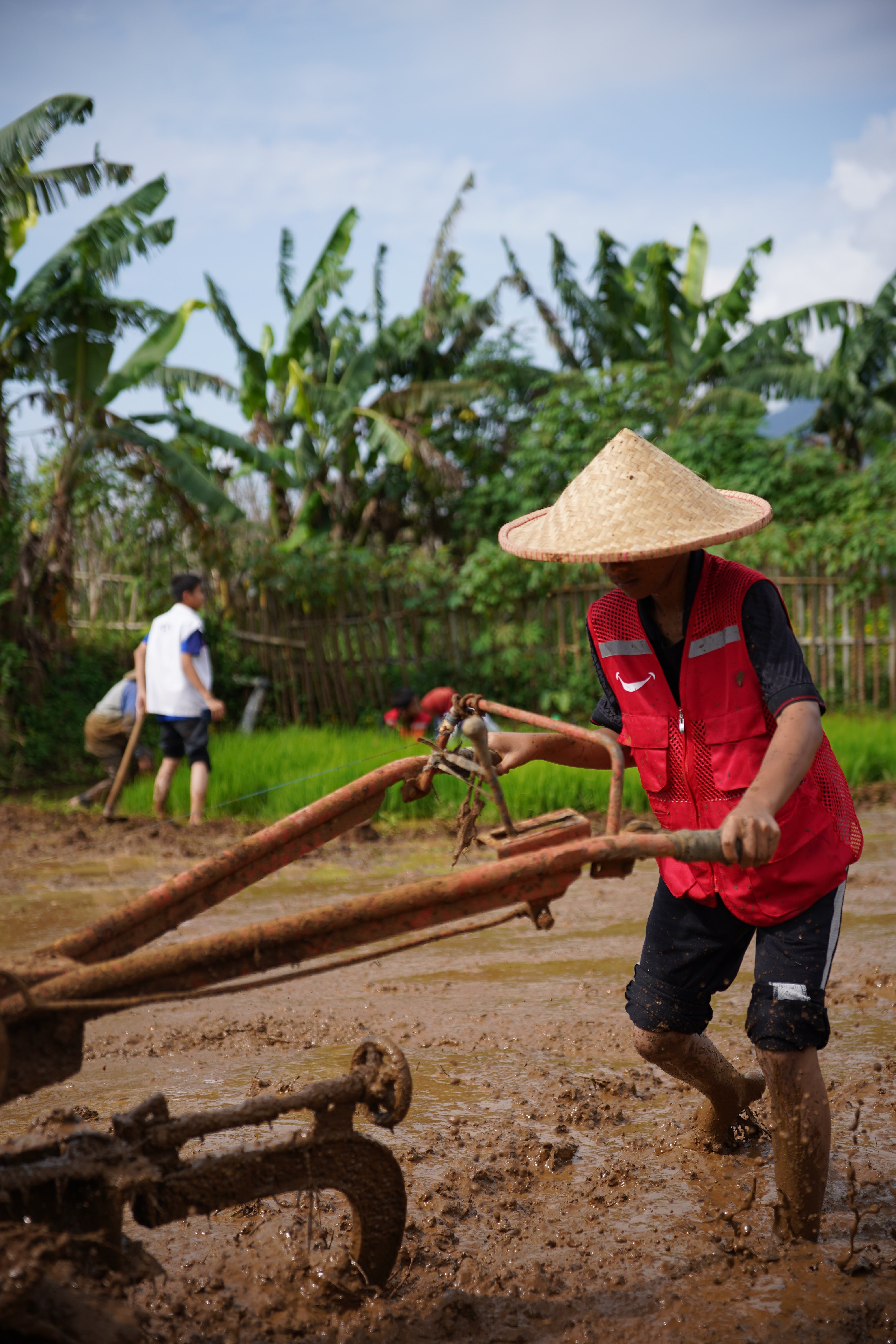 SAT-112 - Environnement - Arbres - Indonésie, Bogor