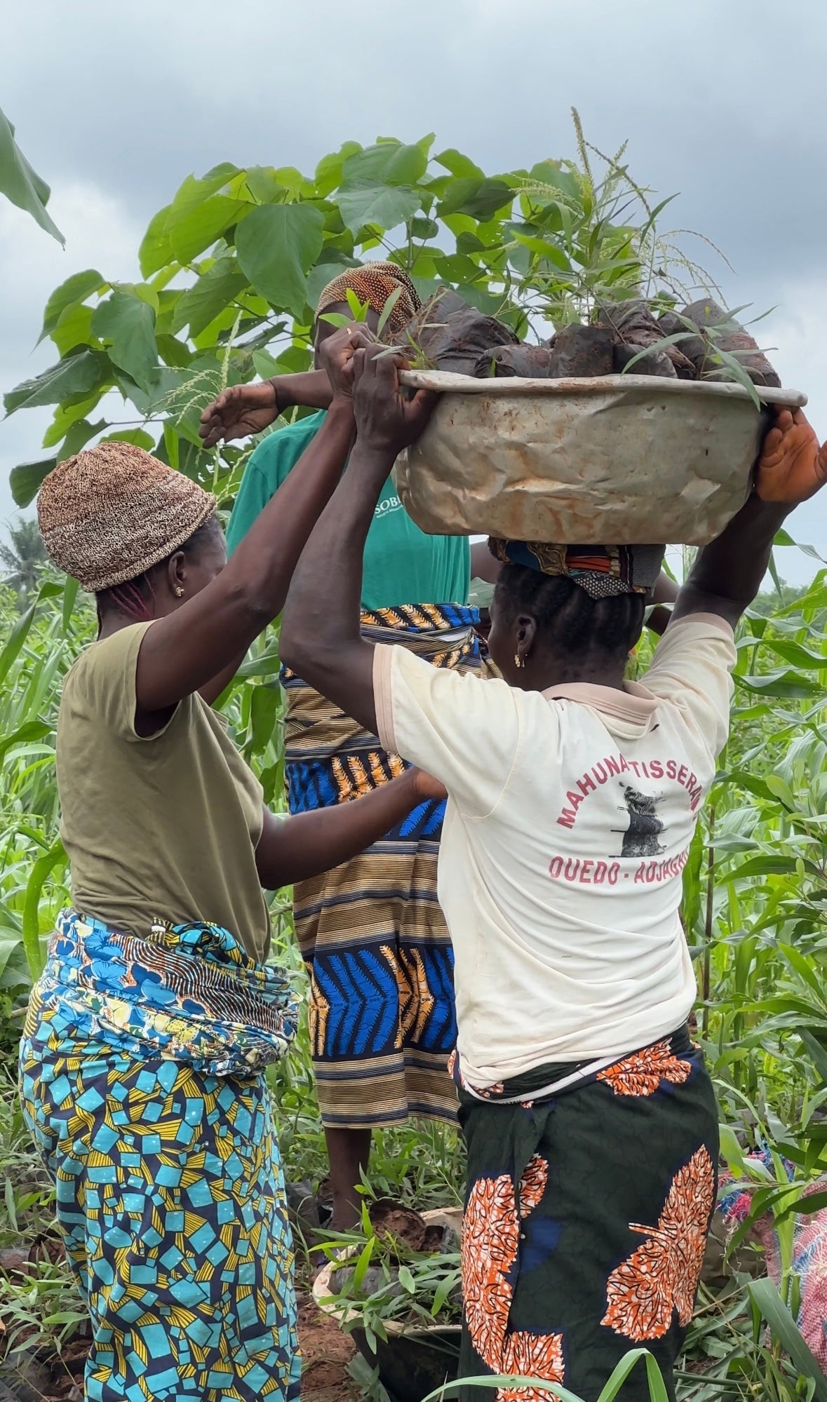 SAT-86 - Arbres - Bénin, Cotonou