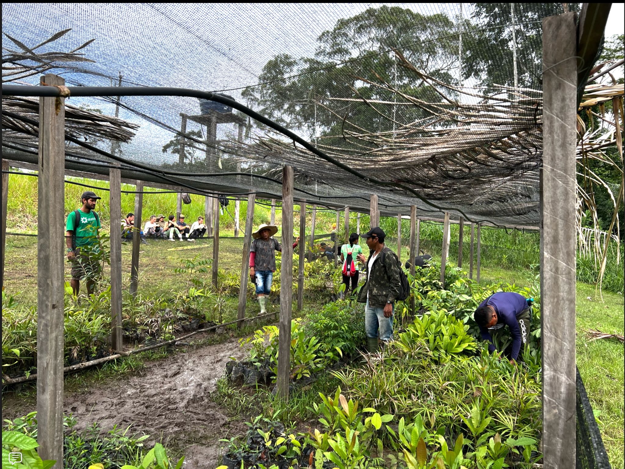 SAT-59 - Environnement - Arbres - Brésil,Acre, Amazonie, PINUYA