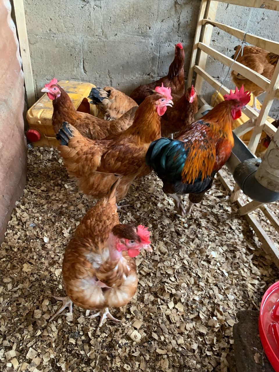 SAT-214-Achat de 2 hectar de terrain agricole