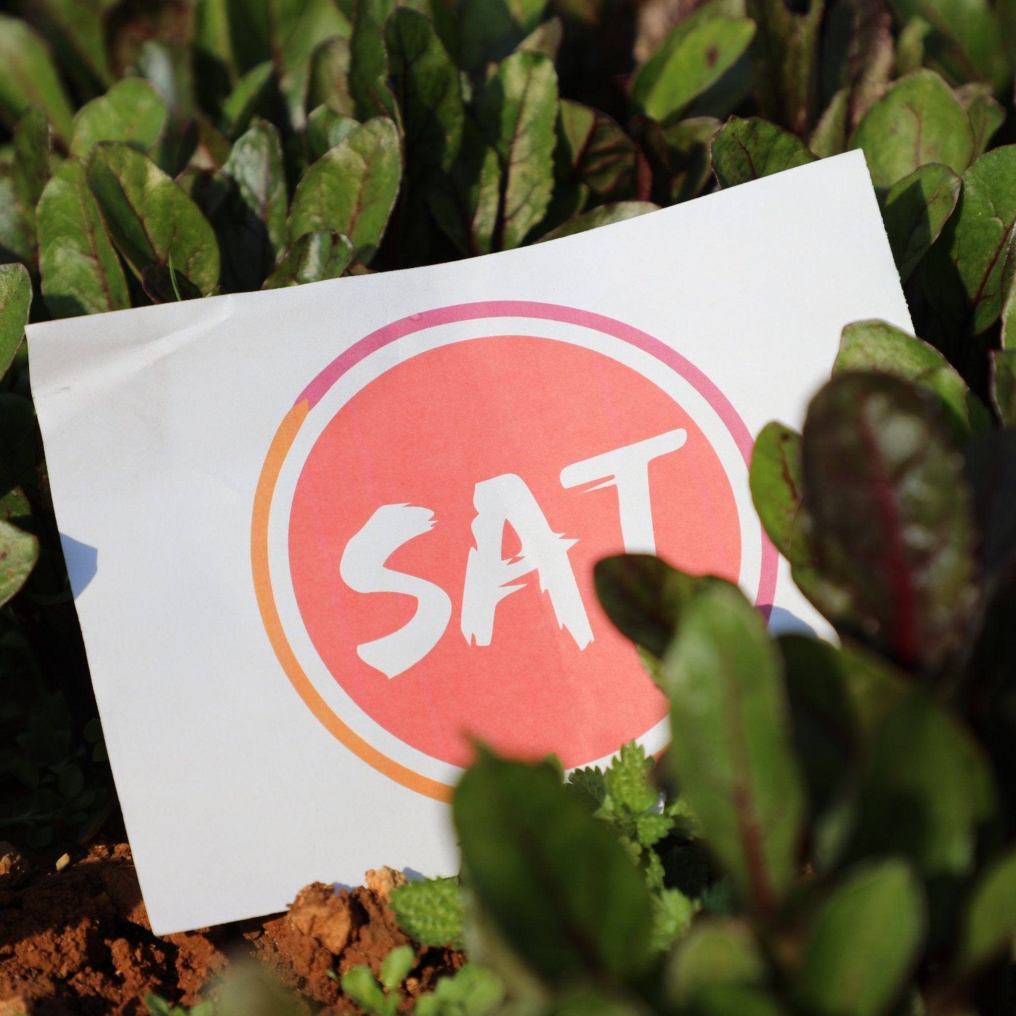 SAT-145 - Potager - Moyent Orient