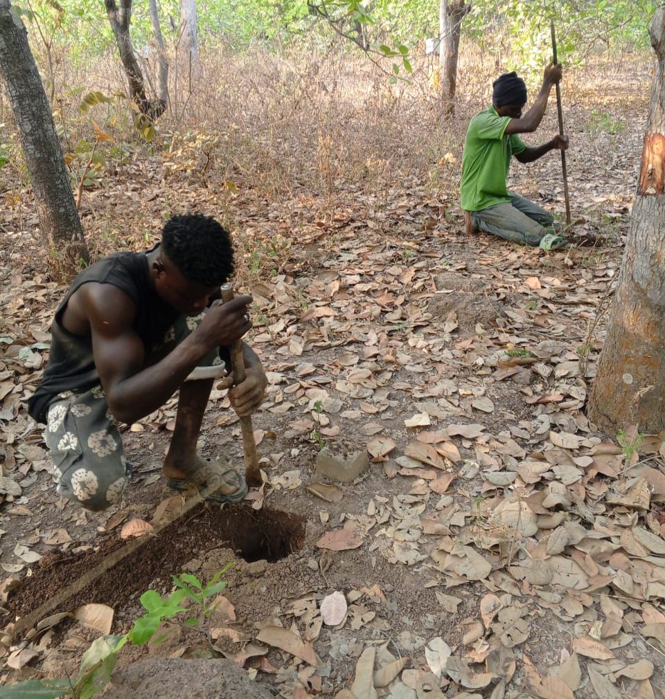 SAT-247: Développement d'un projet agricole; Djougou; Bénin.