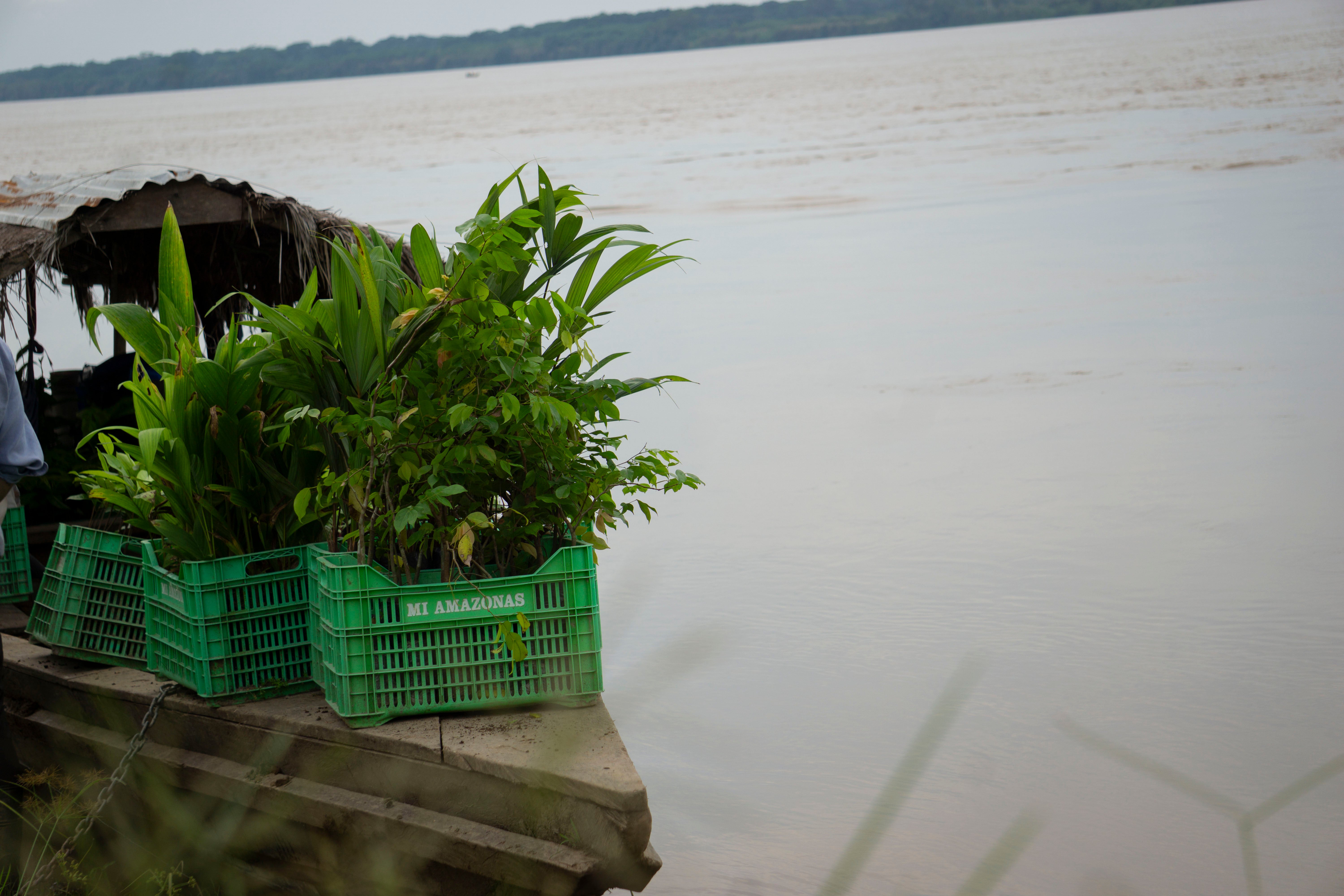 SAT-98 - Arbre Perou