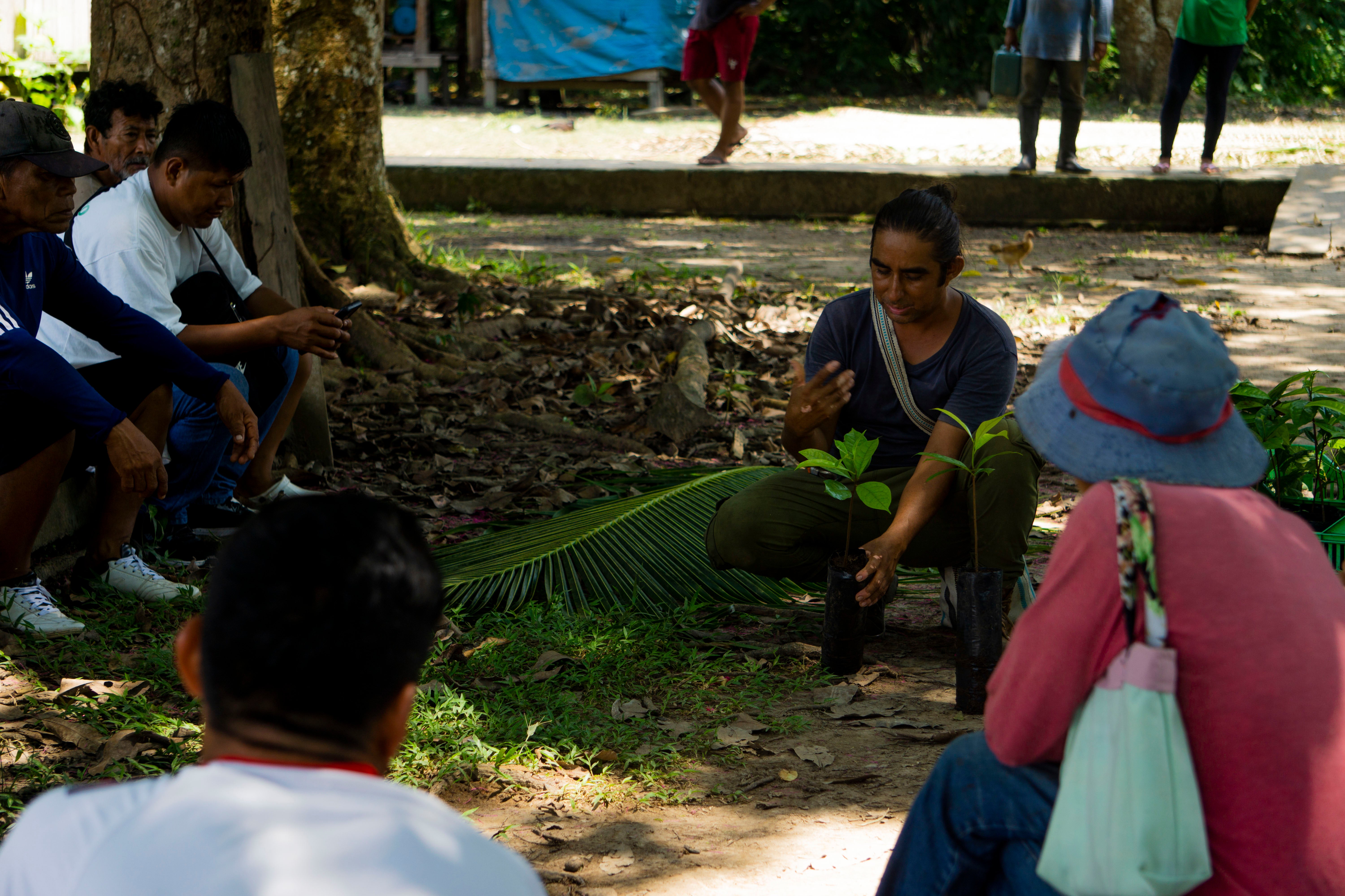 SAT-98 - Arbre Perou