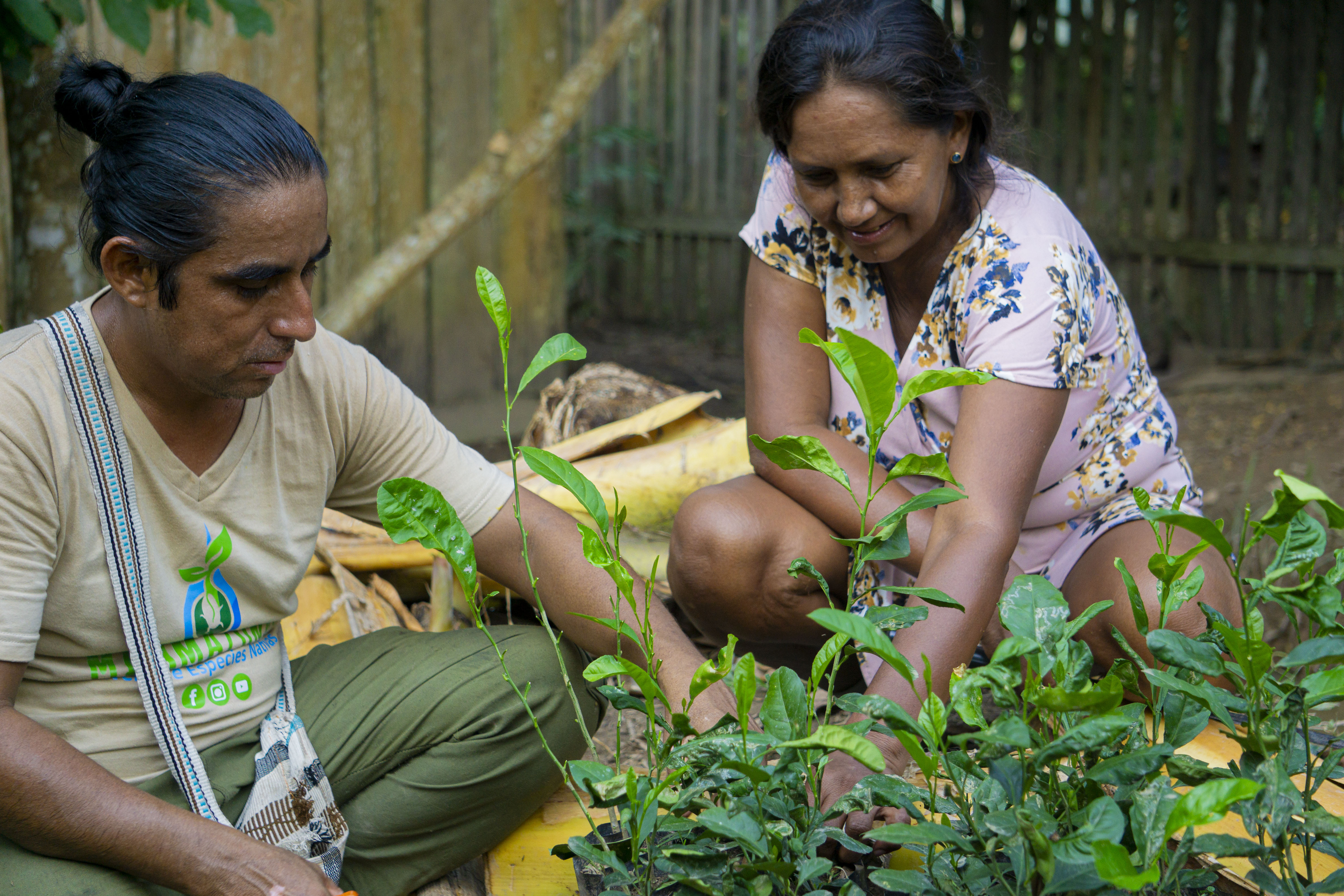 SAT-98 - Arbre Perou