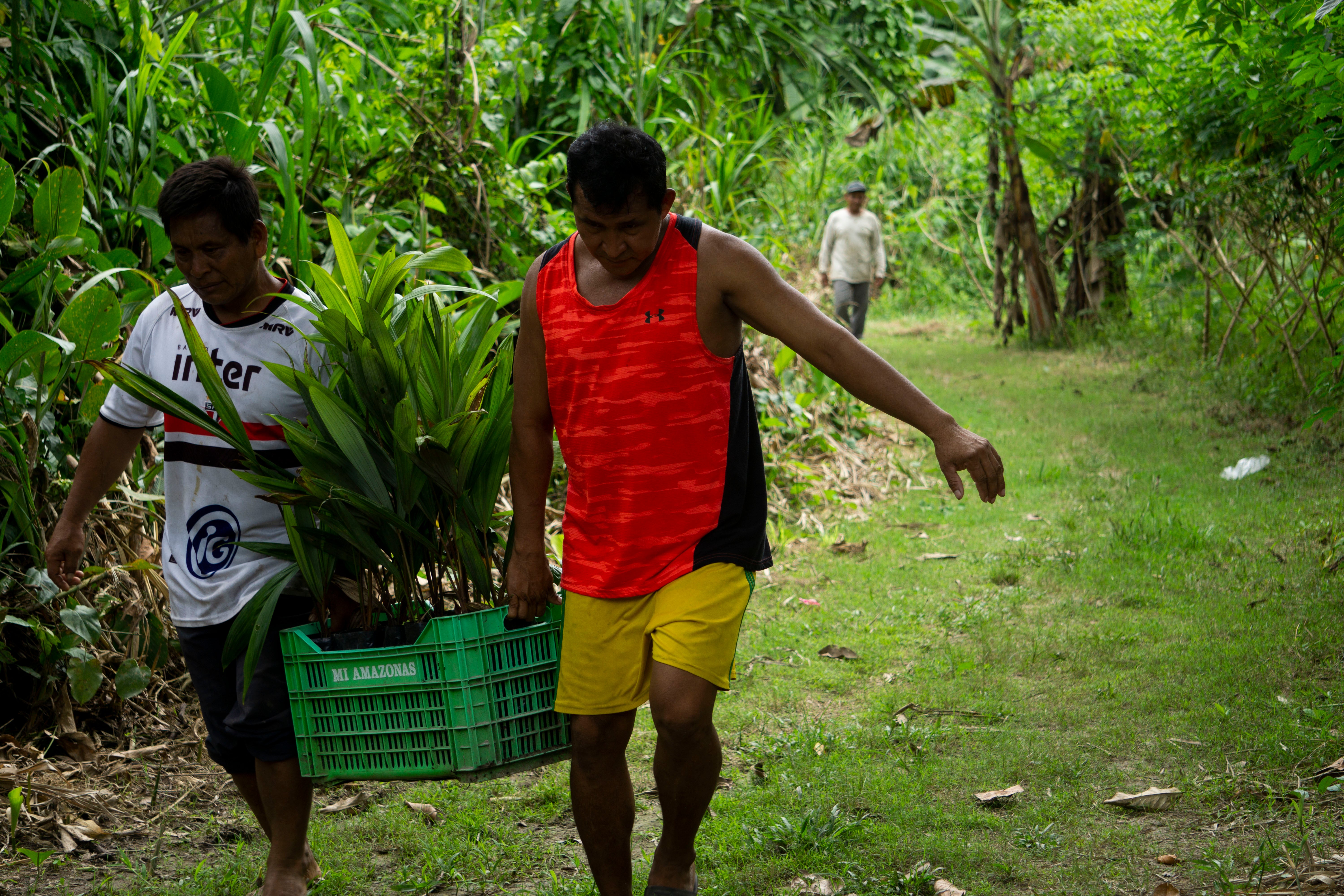 SAT-98 - Arbre Perou