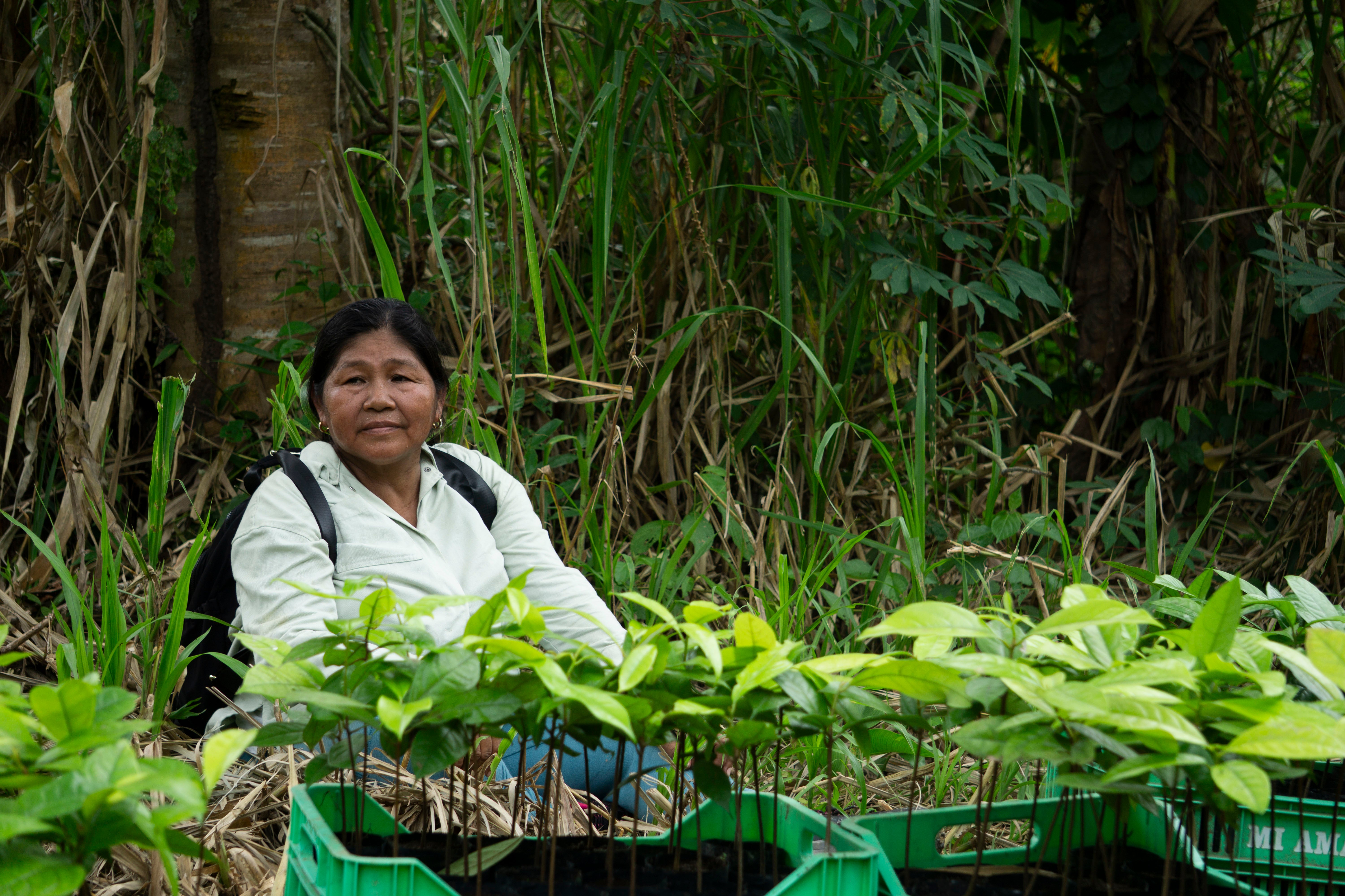 SAT-98 - Arbre Perou