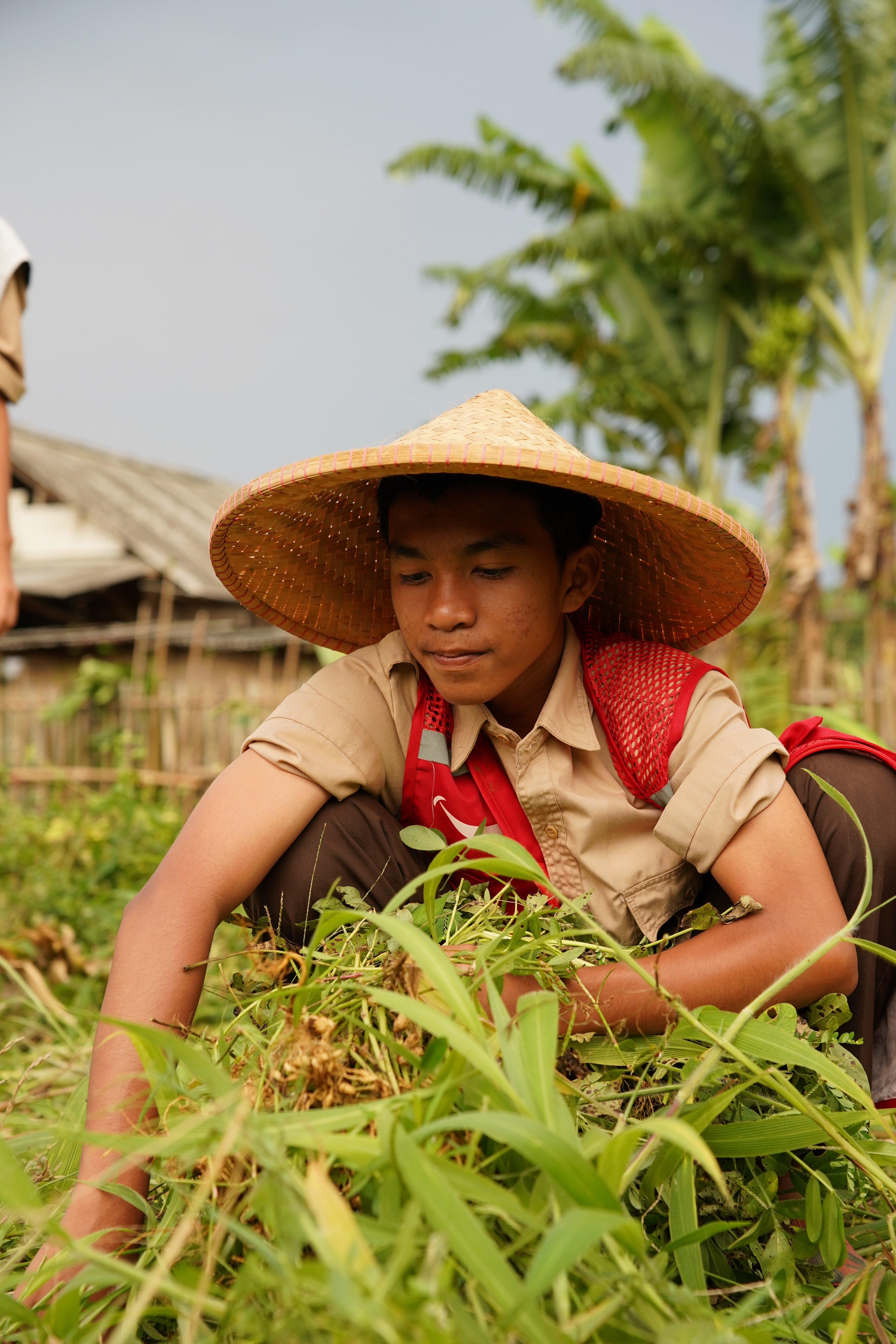 SAT-112 - Environnement - Arbres - Indonésie, Bogor