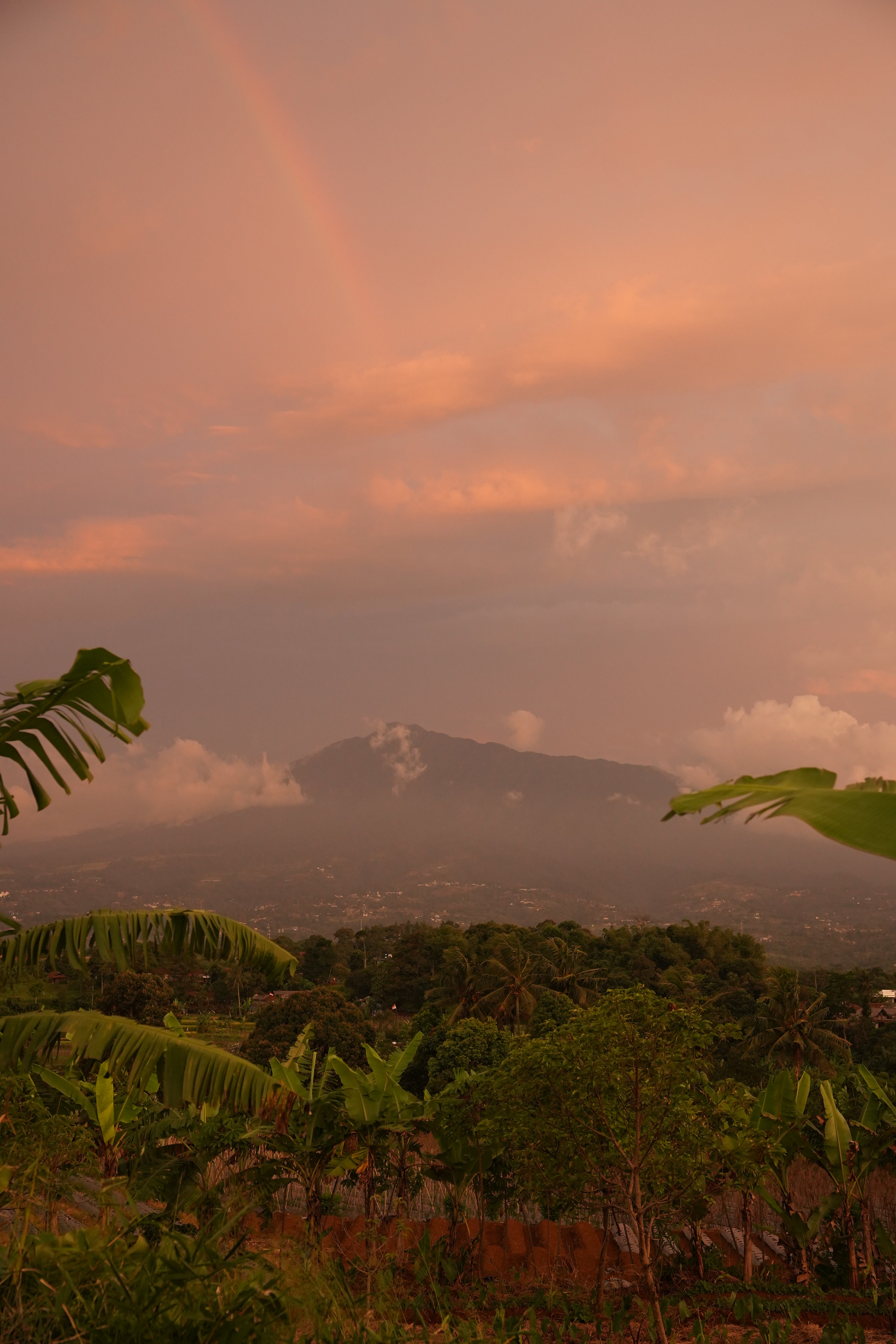 SAT-112 - Environnement - Arbres - Indonésie, Bogor