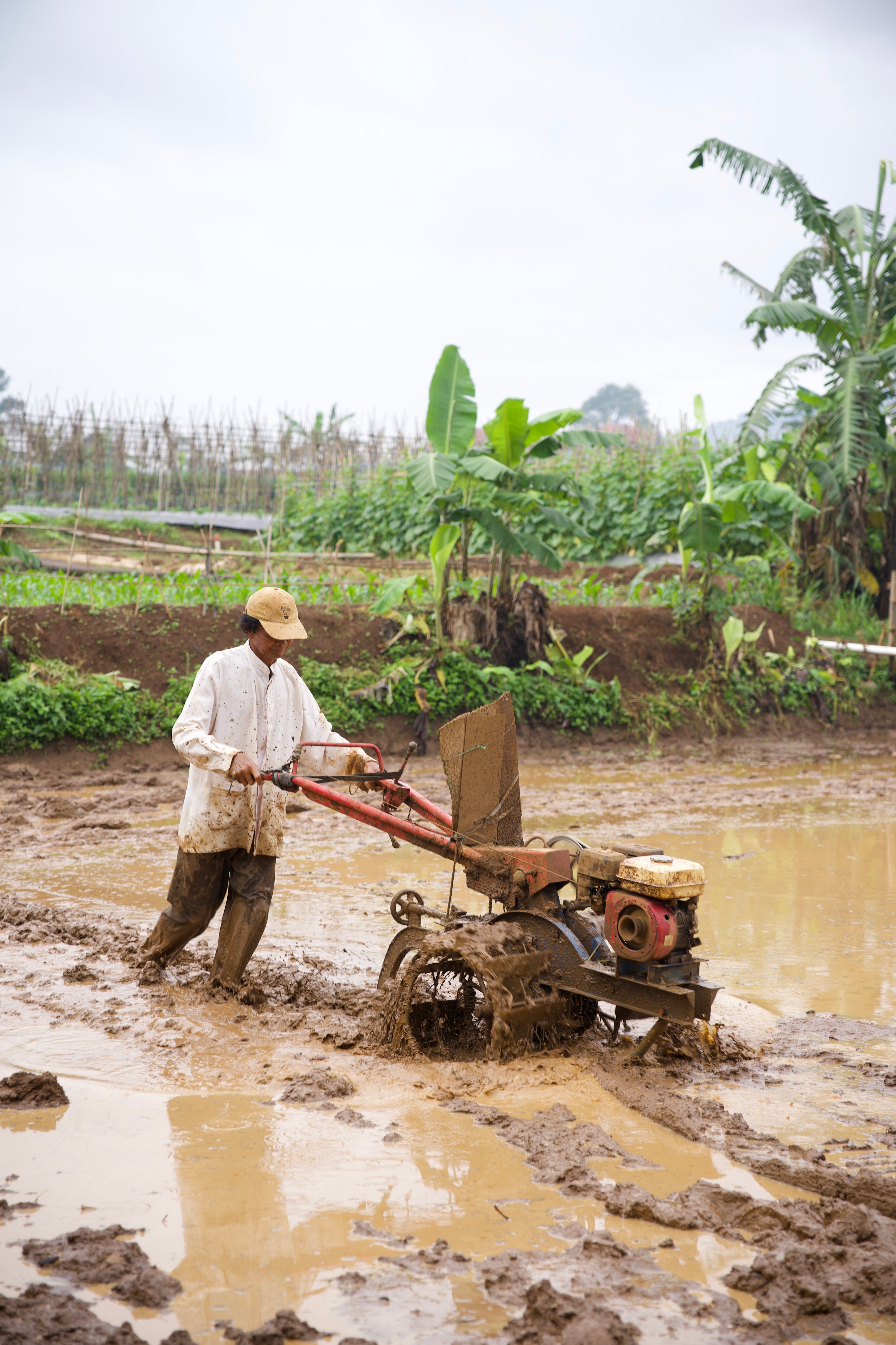 SAT-113 - Rizière – Bogor, Indonésie