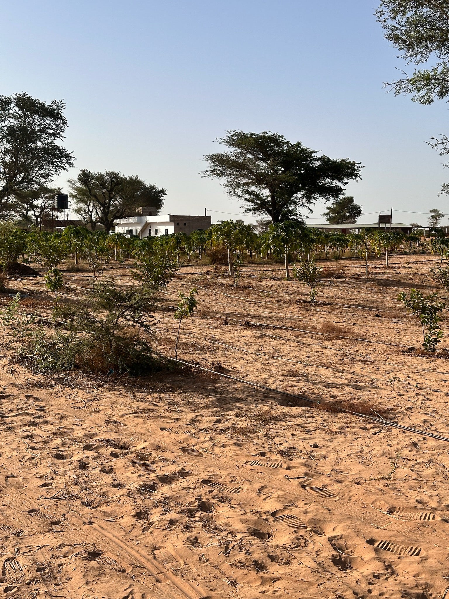 SAT-71 - Financement d'un hectar agricole - Sénégal, Dakar