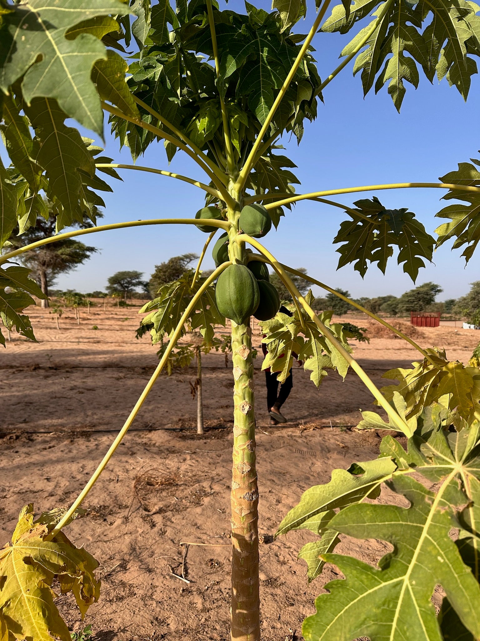 SAT-71 - Financement d'un hectar agricole - Sénégal, Dakar