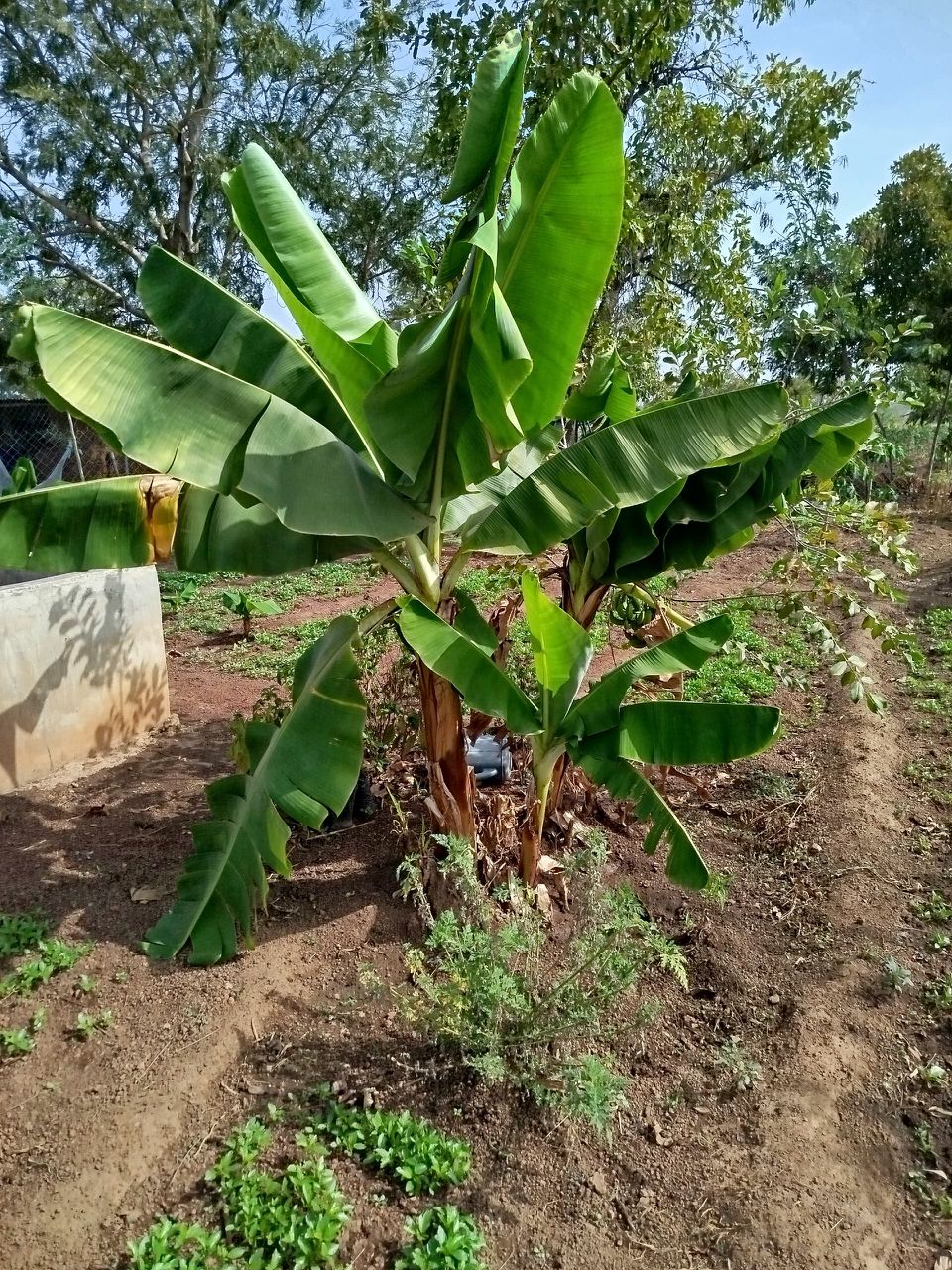 SAT-247: Développement d'un projet agricole; Djougou; Bénin.