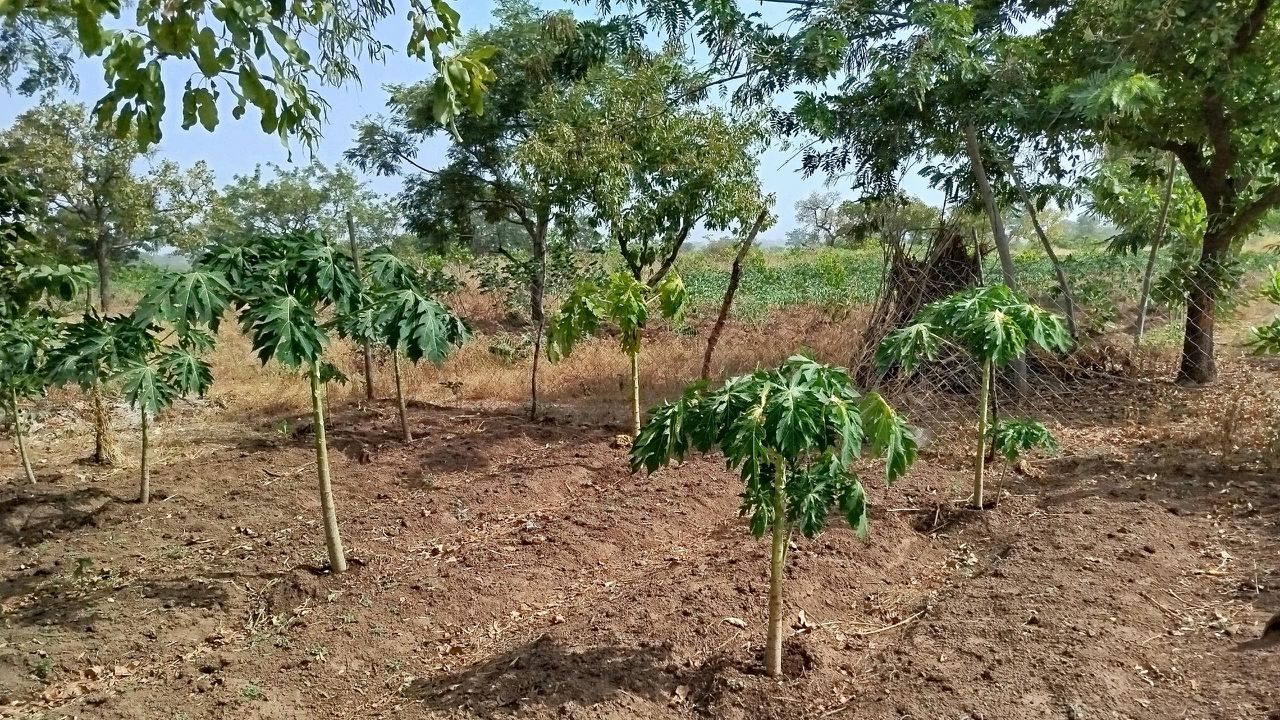 SAT-247: Développement d'un projet agricole; Djougou; Bénin.