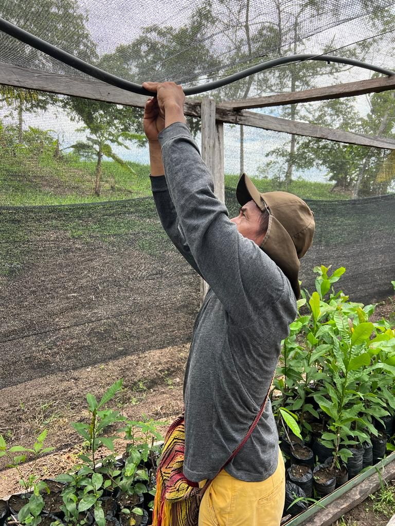 SAT-59 - Environnement - Arbres - Brésil,Acre, Amazonie, PINUYA