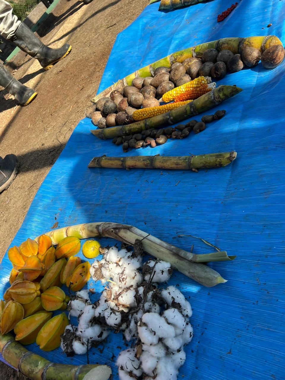 SAT-59 - Environnement - Arbres - Brésil,Acre, Amazonie, PINUYA