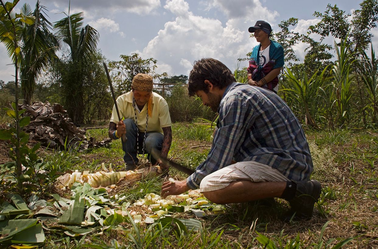 SAT-59 - Environnement - Arbres - Brésil,Acre, Amazonie, PINUYA