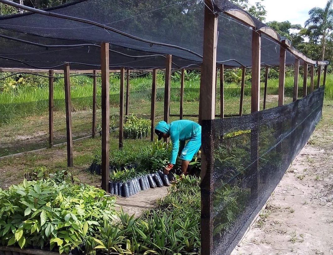 SAT-59 - Environnement - Arbres - Brésil,Acre, Amazonie, PINUYA