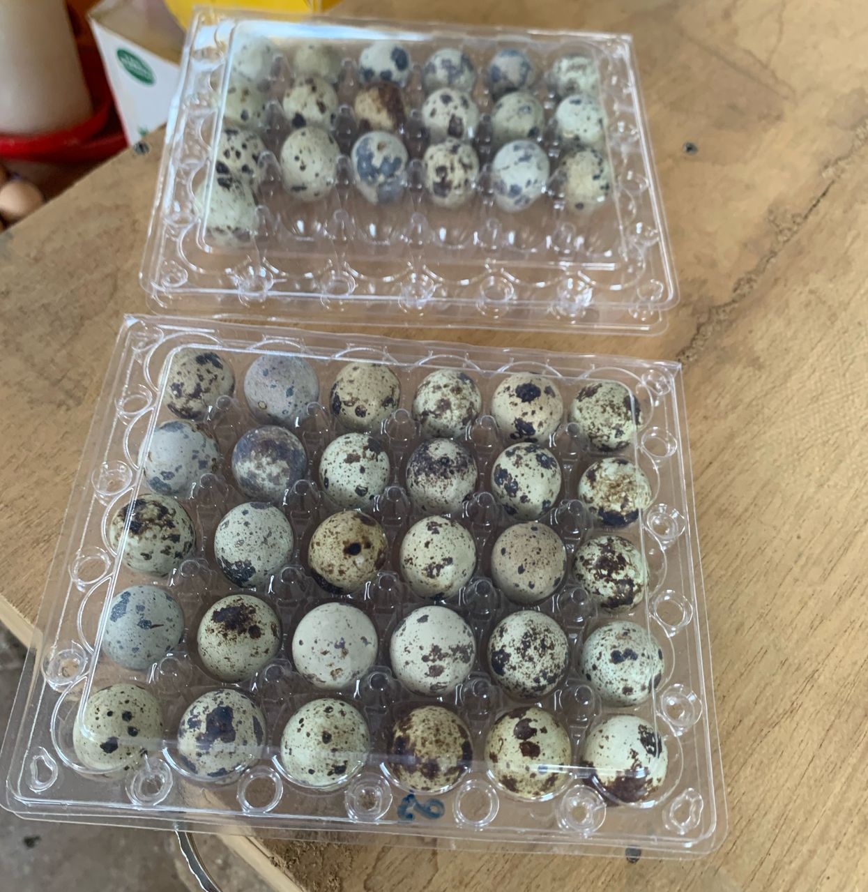 Rabbit farm – Parakou, Benin