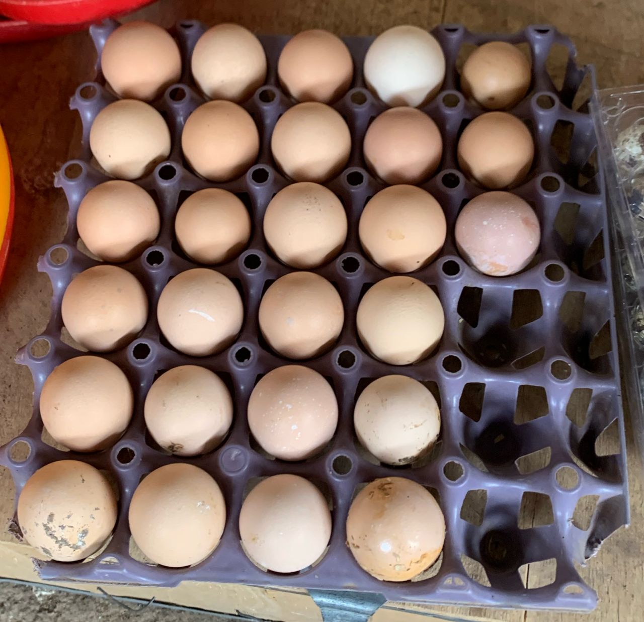 Rabbit farm – Parakou, Benin