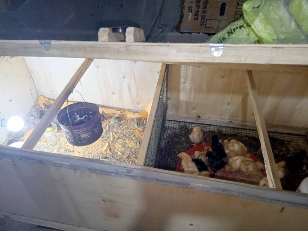 Rabbit farm – Parakou, Benin