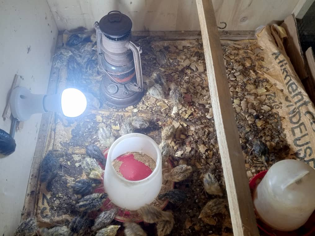 SAT-214-Achat de 2 hectar de terrain agricole