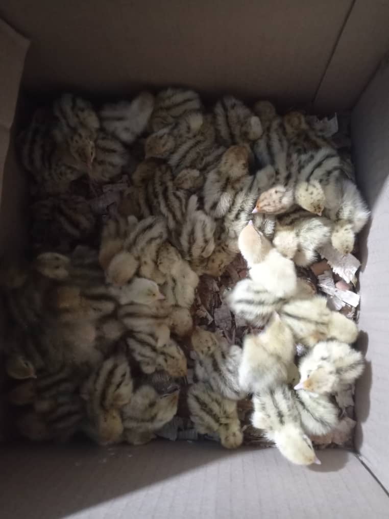 Rabbit farm – Parakou, Benin