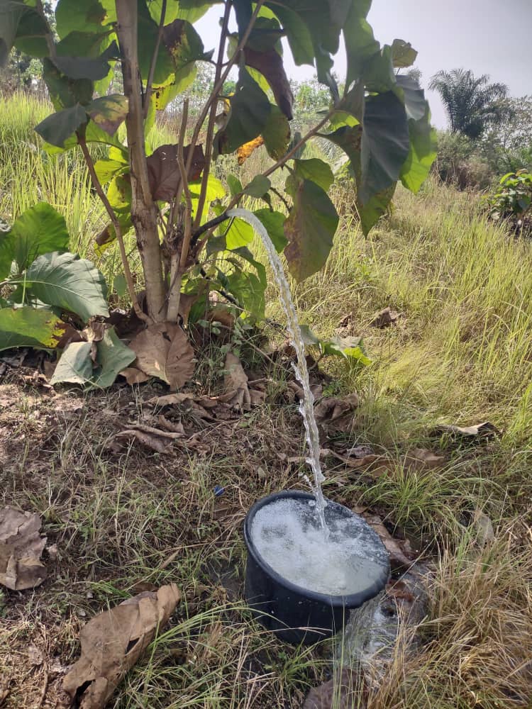 SAT-163 - Mini forage - Togo, Asome Zogbe, Tsevi