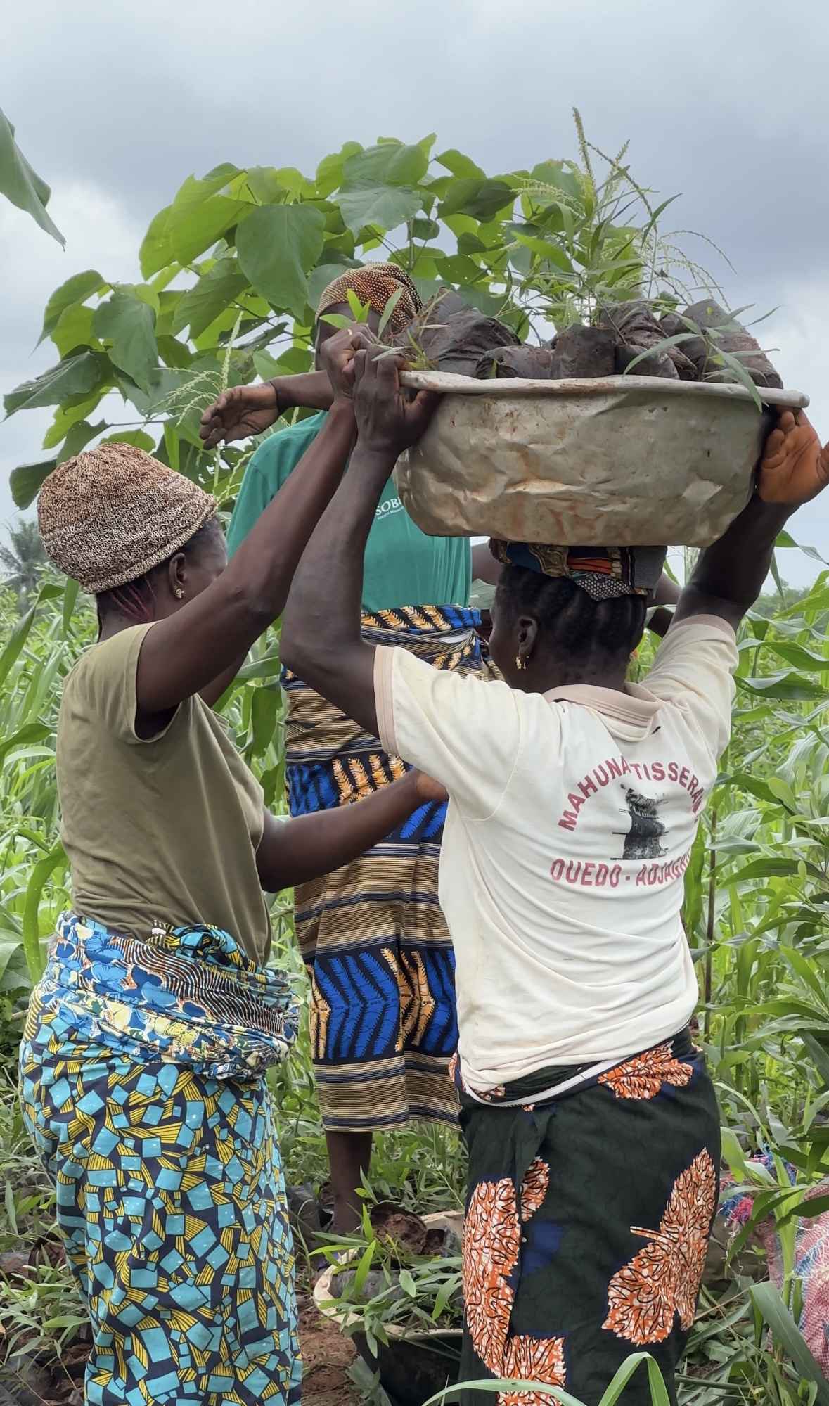 SAT-86 - Arbres - Bénin, Cotonou