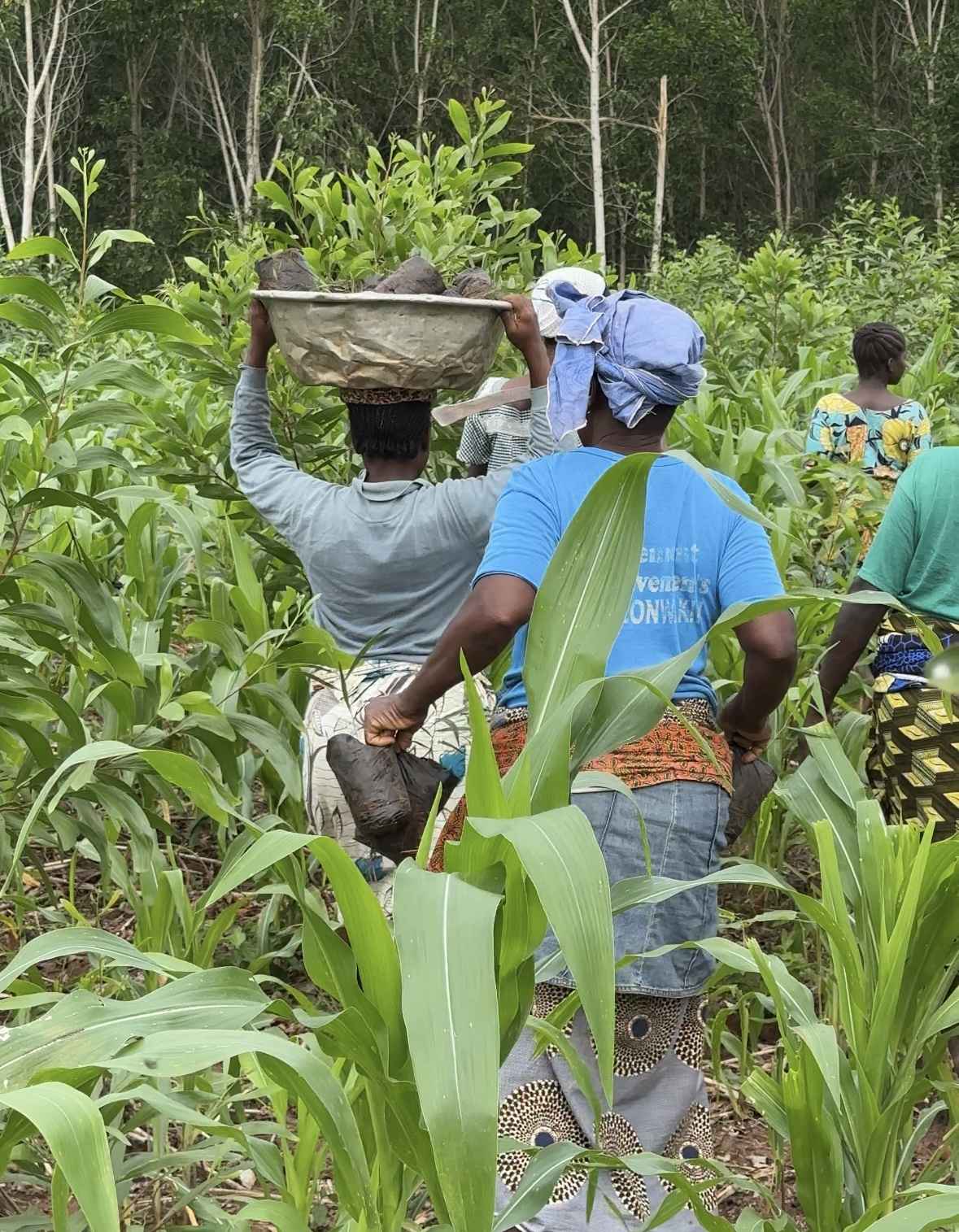SAT-86 - Arbres - Bénin, Cotonou