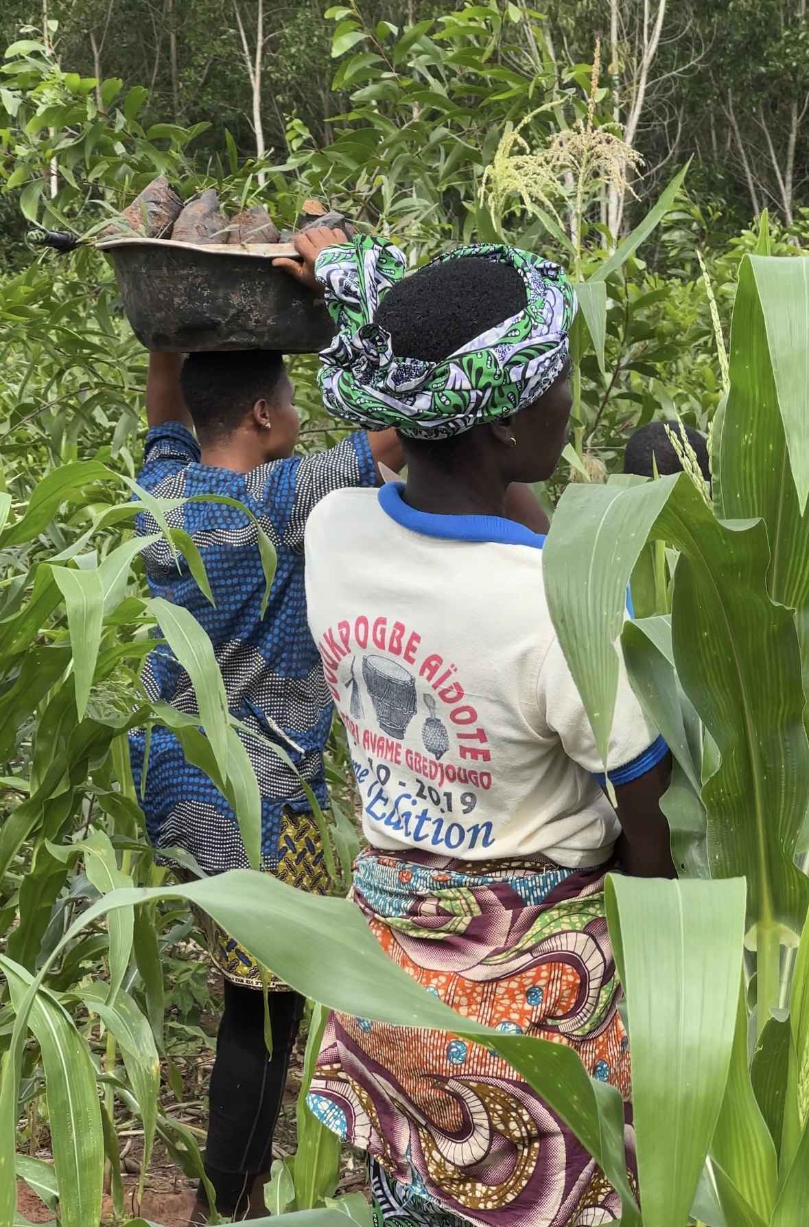 SAT-86 - Arbres - Bénin, Cotonou