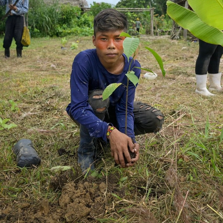 SAT-59 - Environnement - Arbres - Brésil,Acre, Amazonie, PINUYA