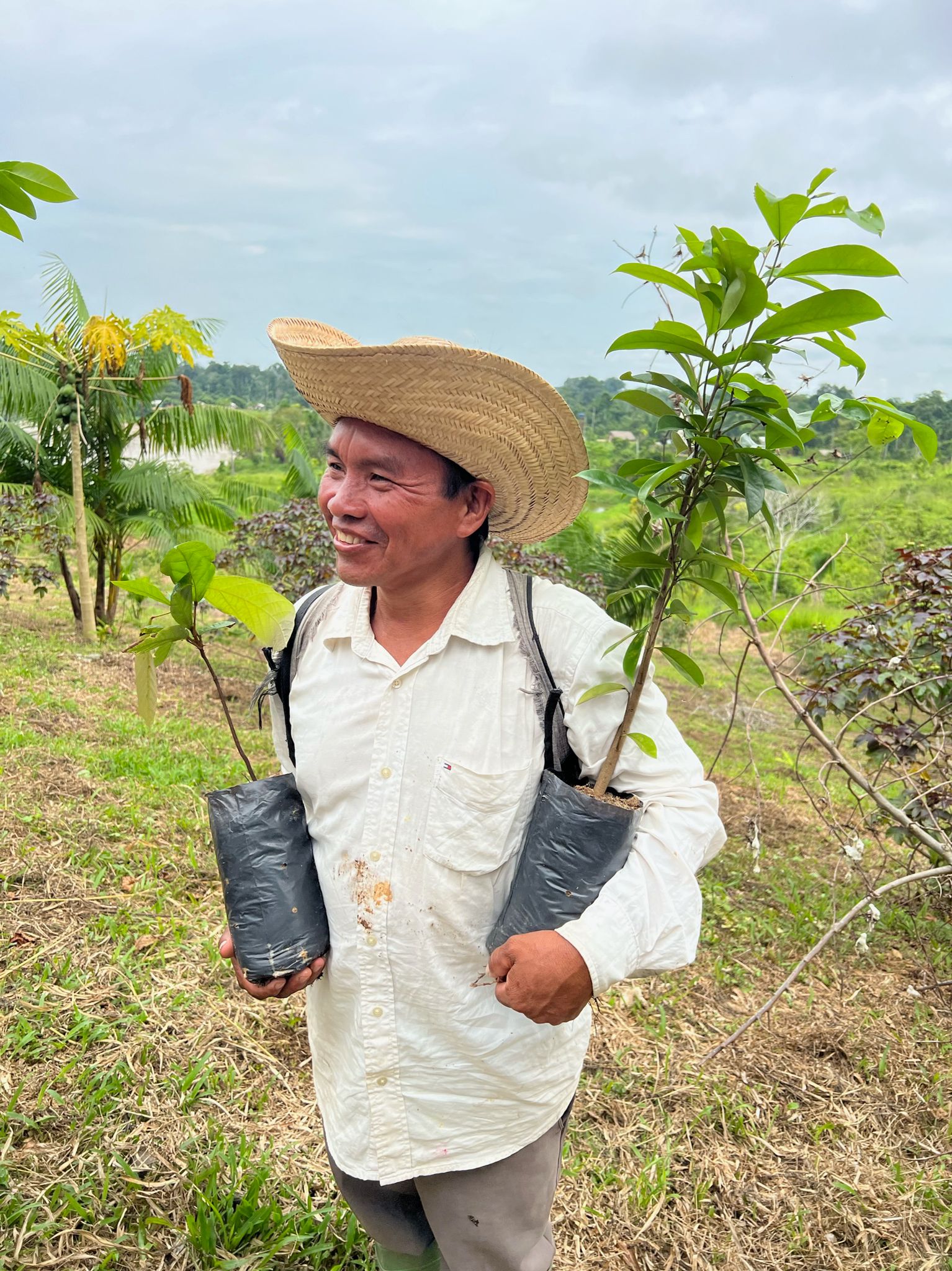 SAT-59 - Environnement - Arbres - Brésil,Acre, Amazonie, PINUYA