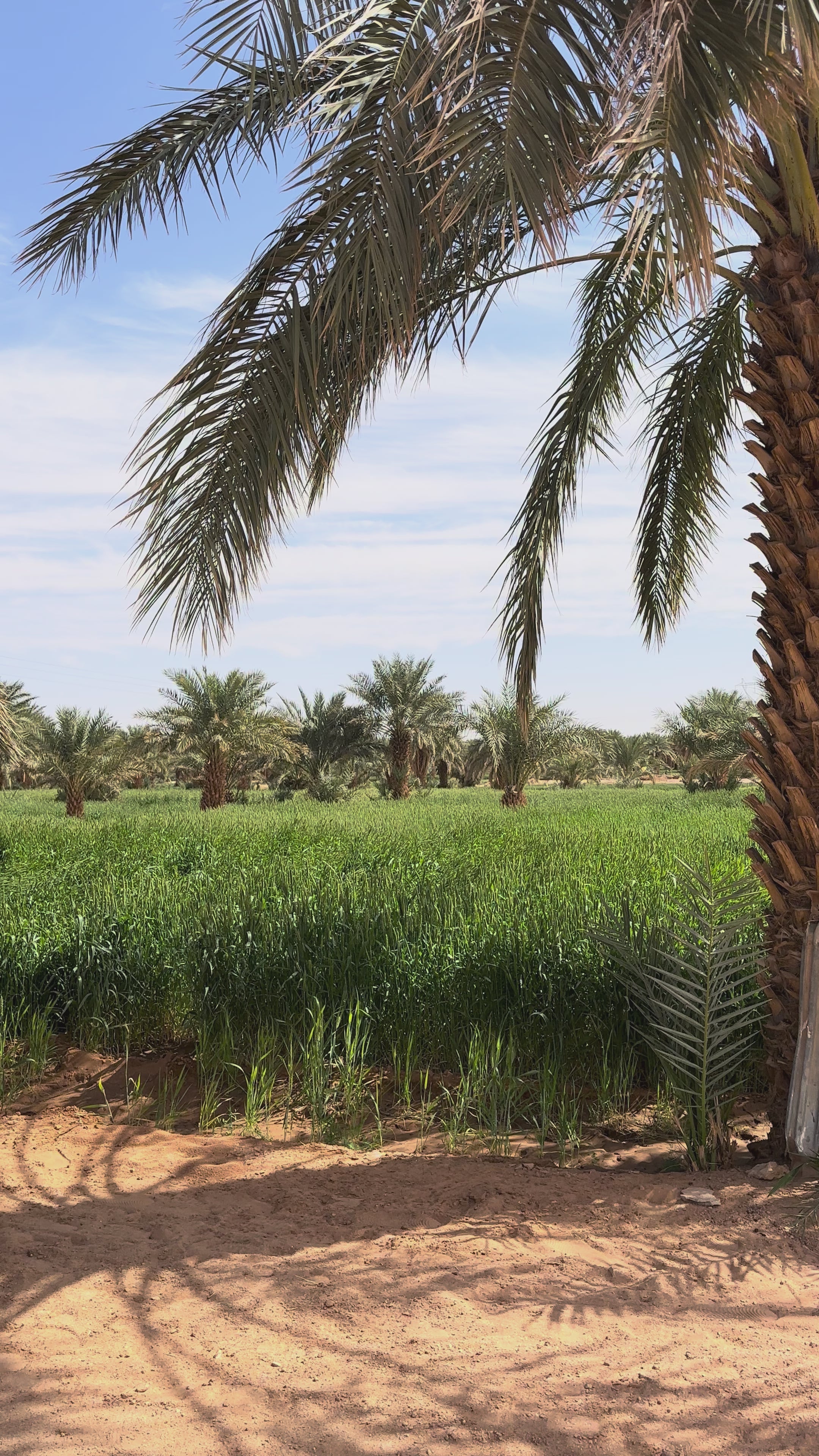 SAT-224: Financement d'un Waqf; Algérie; Adrar.